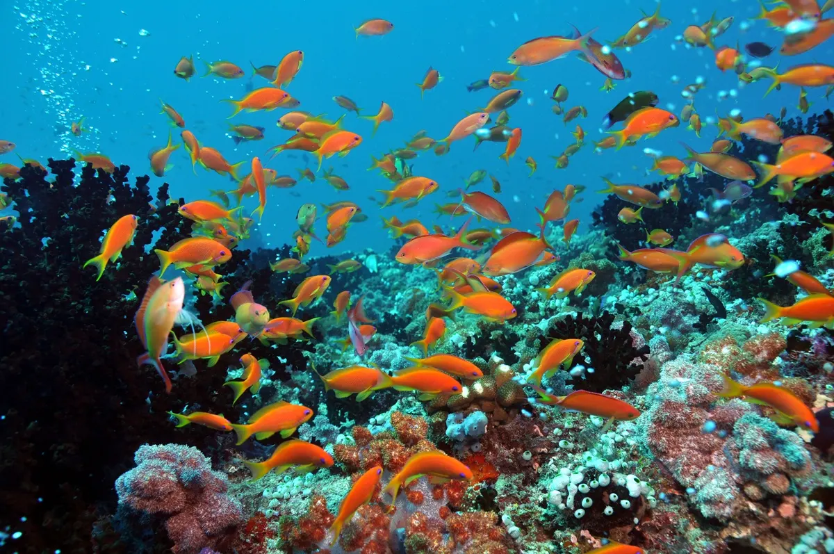 коралловый риф со стаей ярких рыб — Dhigali Maldives