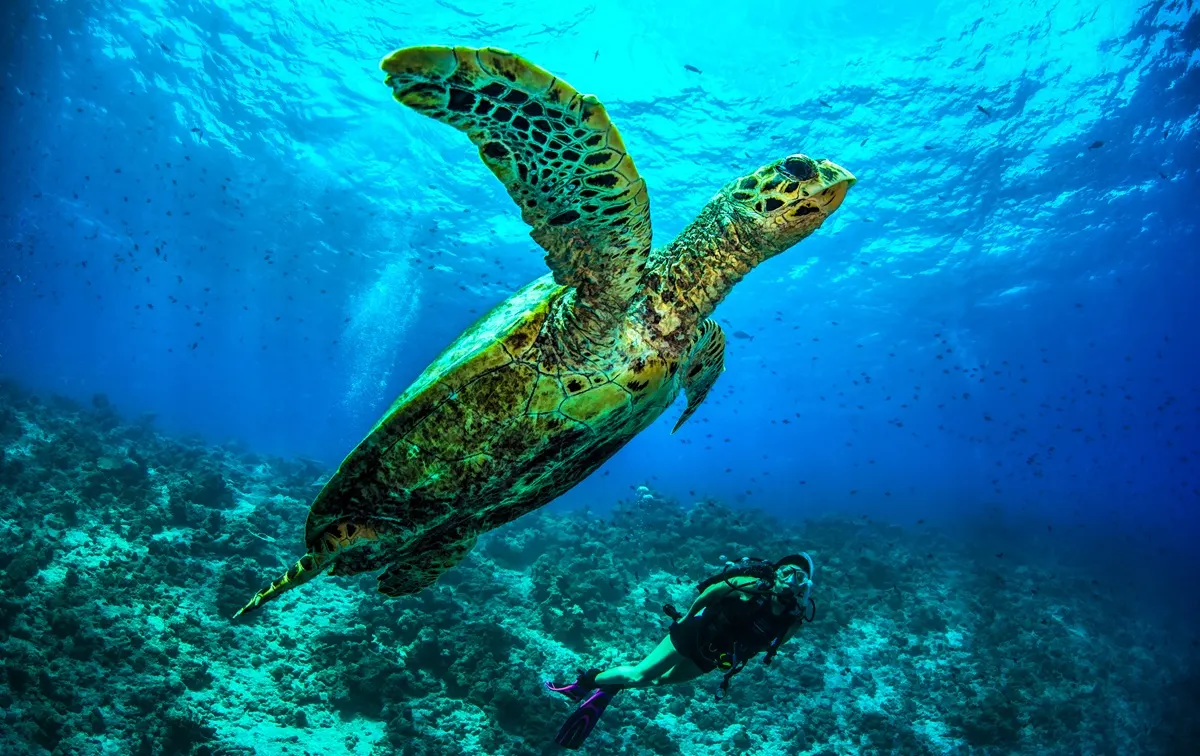 Dusit Thani Maldives — дайвинг рядом с морской черепахой