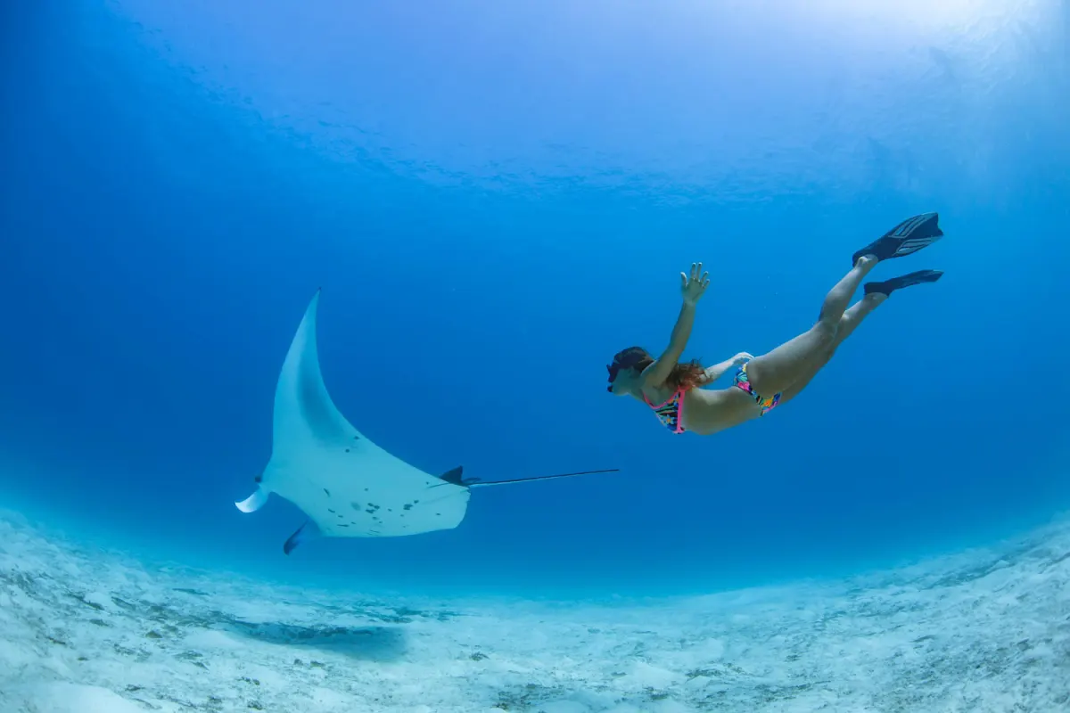 сноркелинг рядом с мантой под водой — Emerald Maldives Resort & Spa