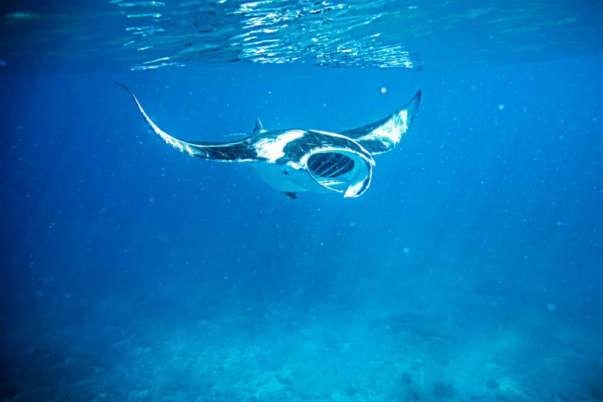 скат-манта в толще синей воды — Fushifaru Maldives