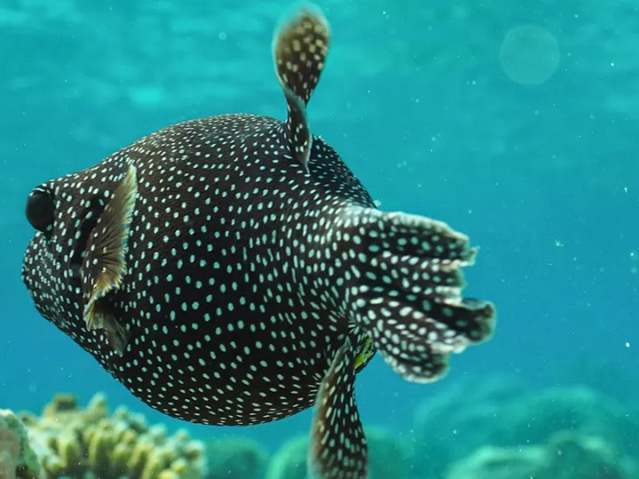 Hondaafushi Island Resort — уединённый спа-комплекс в сердце тропических джунглей острова