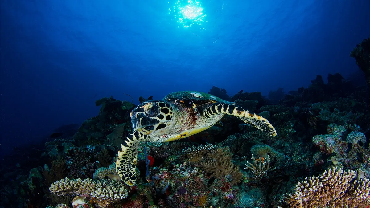 морская черепаха на рифе под водой — Vakkaru Maldives