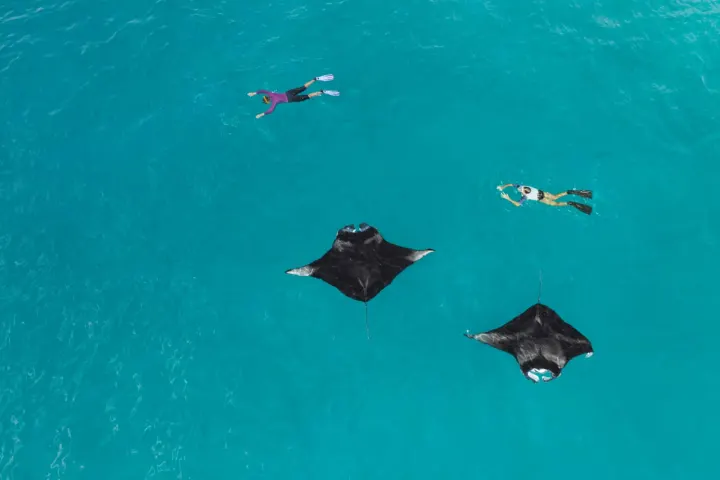 Westin Maldives Miriandhoo Resort, Мальдивы — риф Westin Maldives Miriandhoo Resort — снорклинг рядом с гигантскими скатами