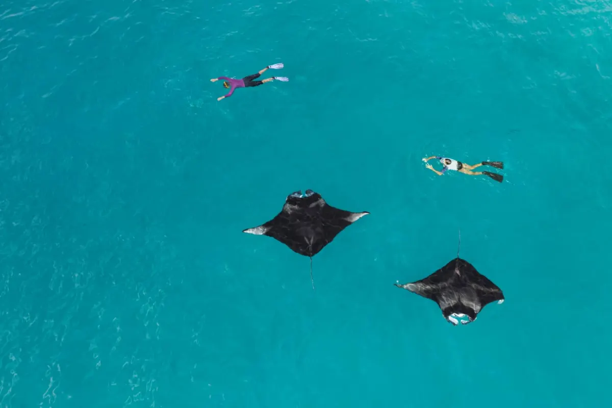 Westin Maldives Miriandhoo Resort — снорклинг рядом с гигантскими скатами